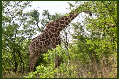 cover image for Satara & Pretoriuskop, Kruger Park 2020 gallery